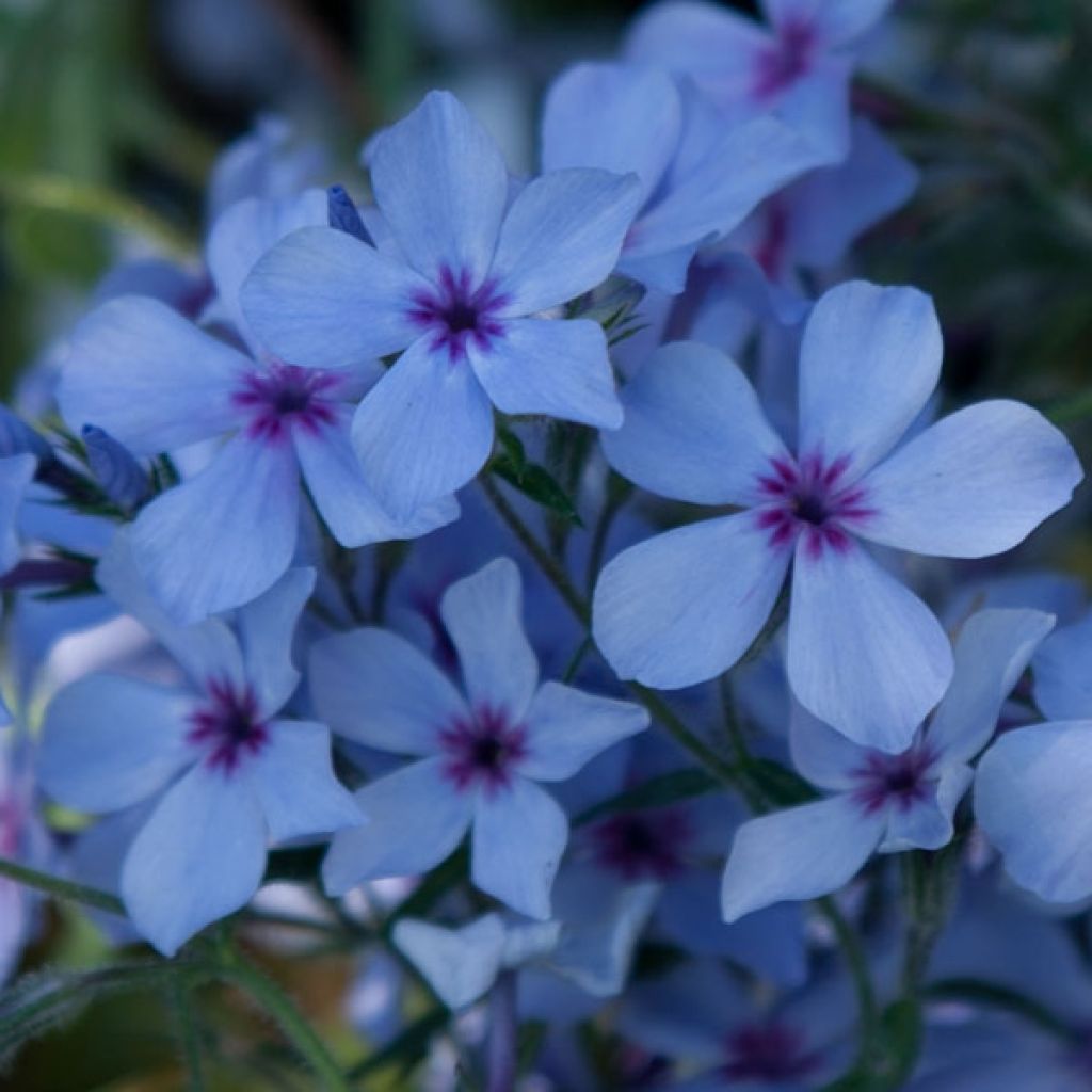 Phlox divaricata Chattahoochee