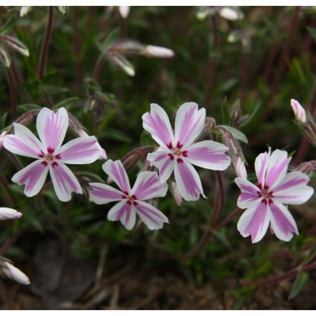 Phlox subulata Candy Stripes - Muscio rosa