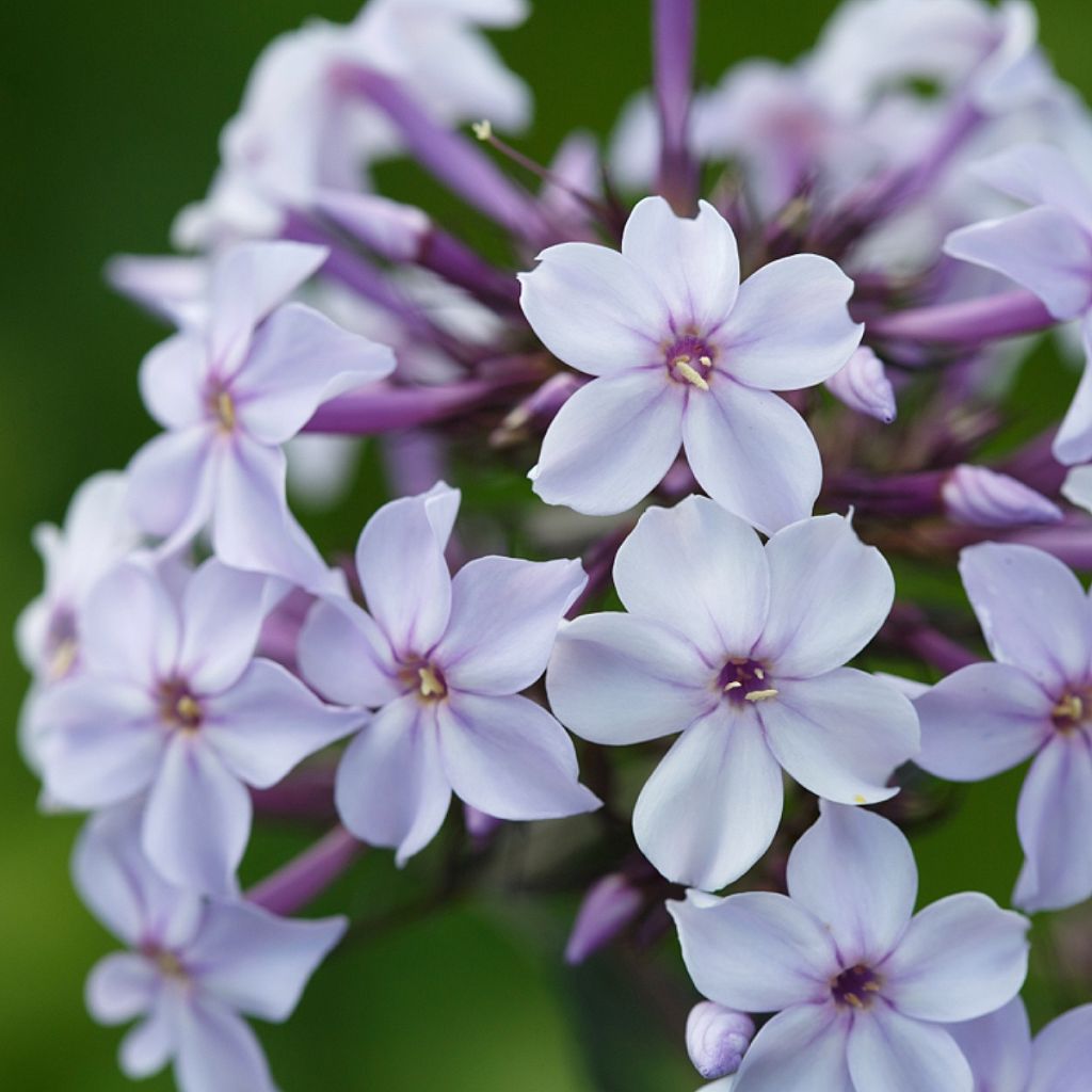 Phlox paniculata Flame Marine - Phlox paniculé