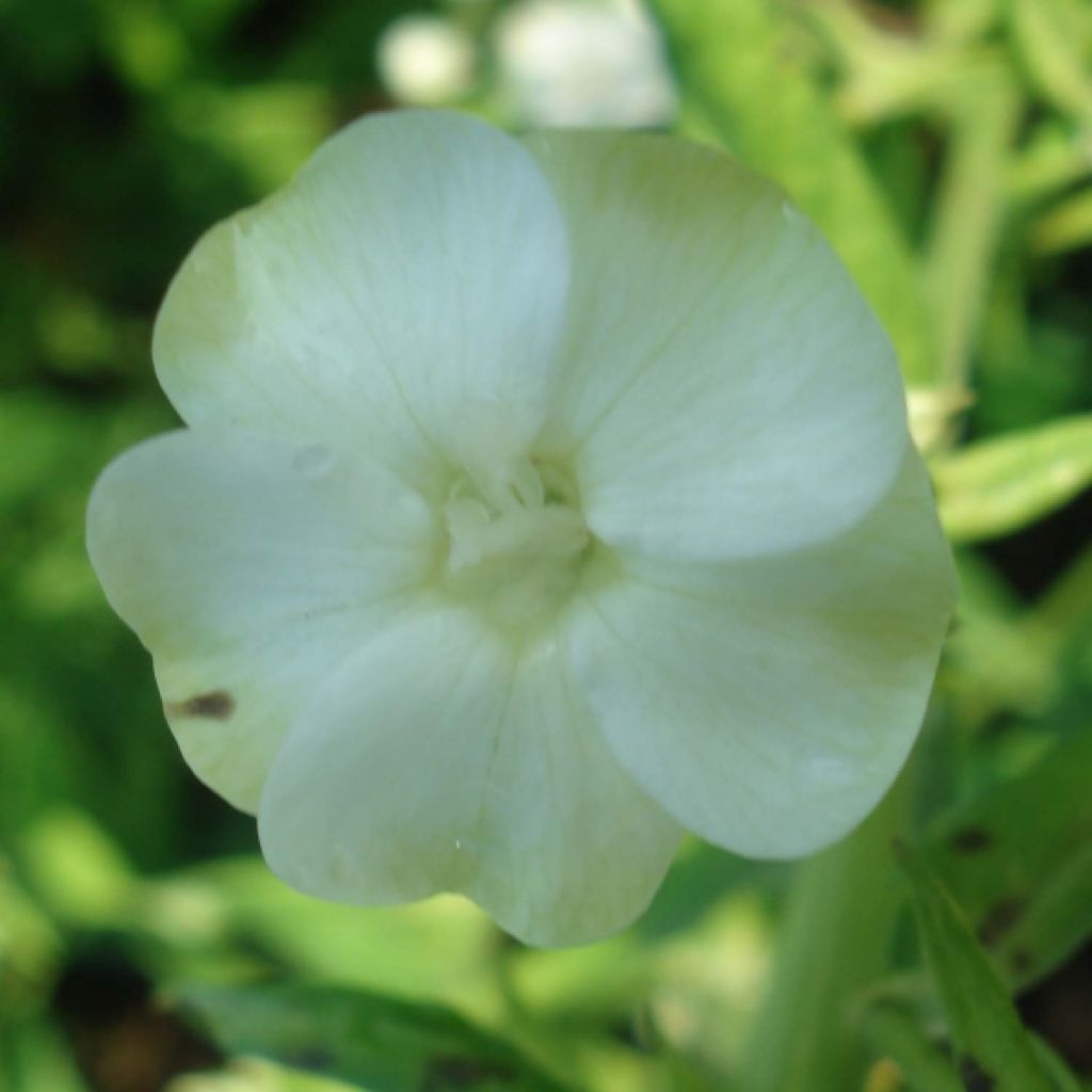 Phlox paniculata Jade