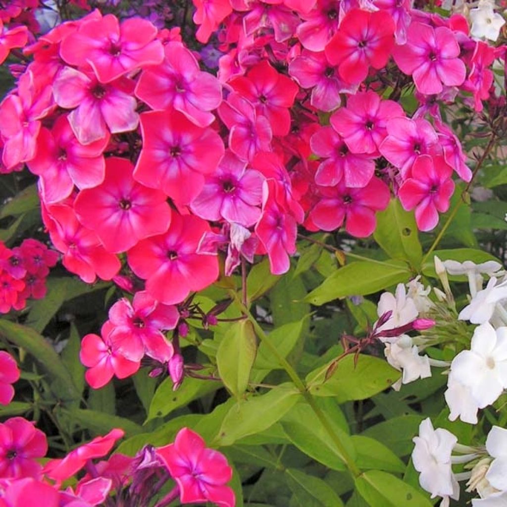 Phlox paniculata Septemberglut