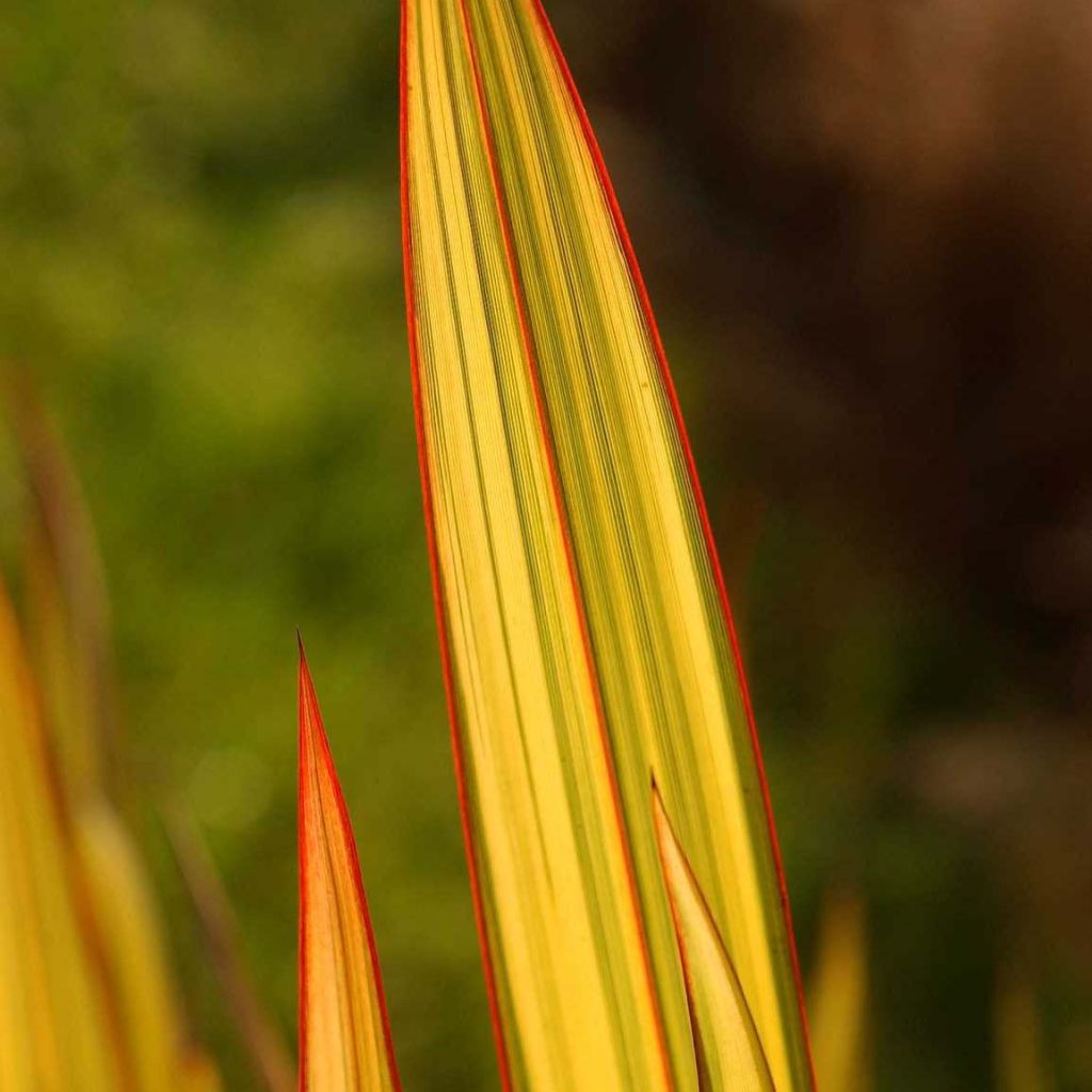 Phormium Apricot Queen - Lino della Nuova Zelanda