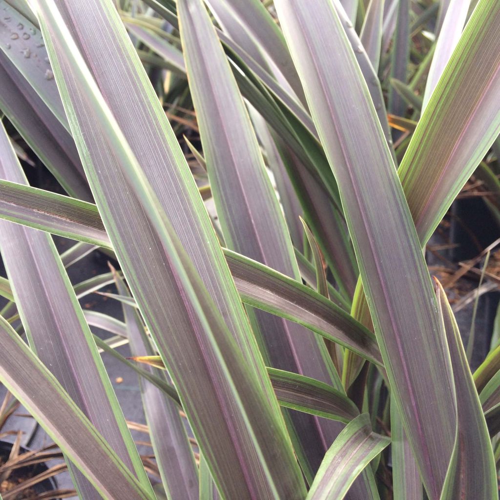 Phormium Chocomint - Lino della Nuova Zelanda