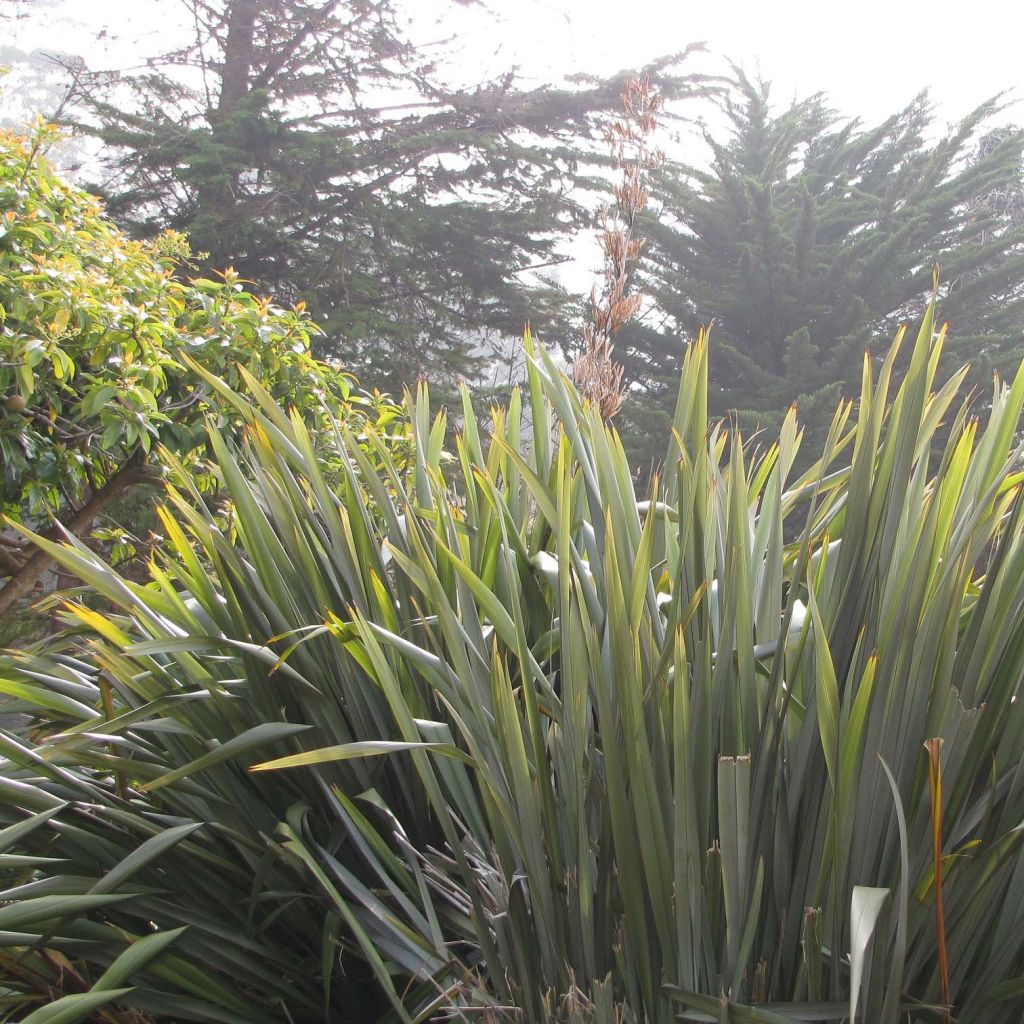 Phormium tenax - Lino della Nuova Zelanda