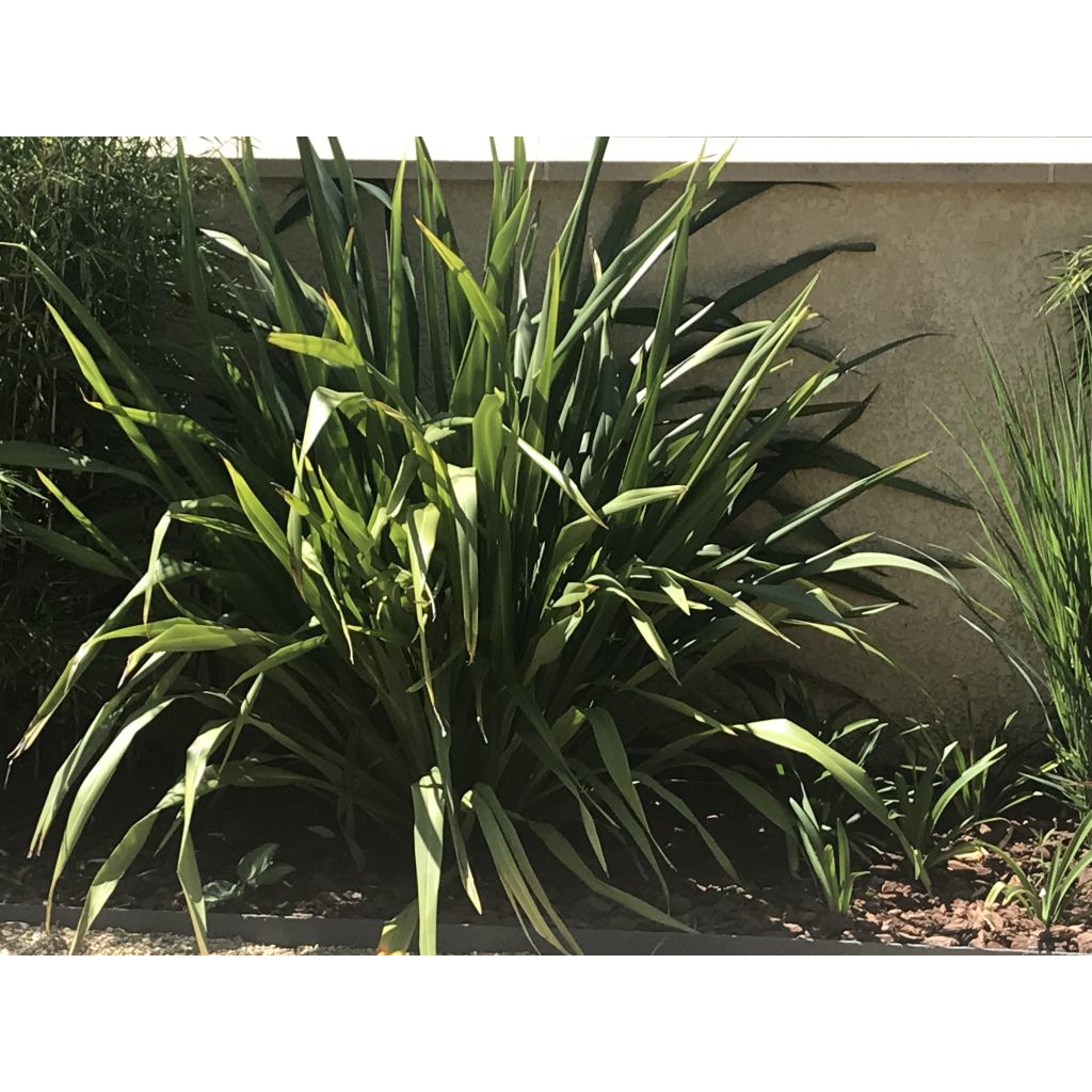 Phormium tenax - Lino della Nuova Zelanda