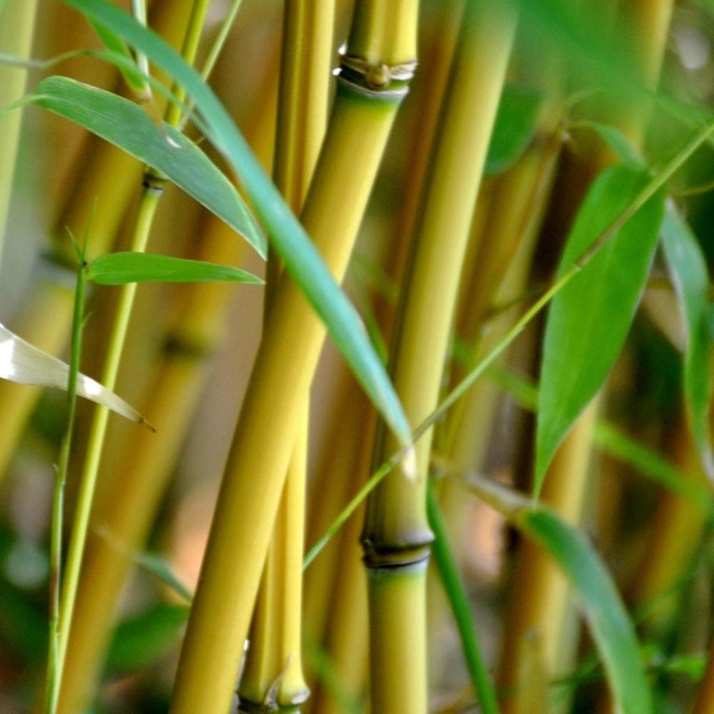 Phyllostachys aureosulcata Aureocaulis - Bambù aureosulcato