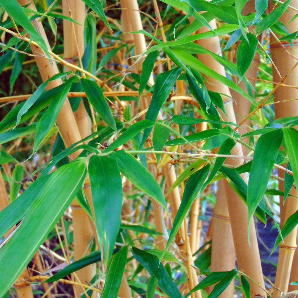 Phyllostachys aureosulcata Aureocaulis - Bambù aureosulcato