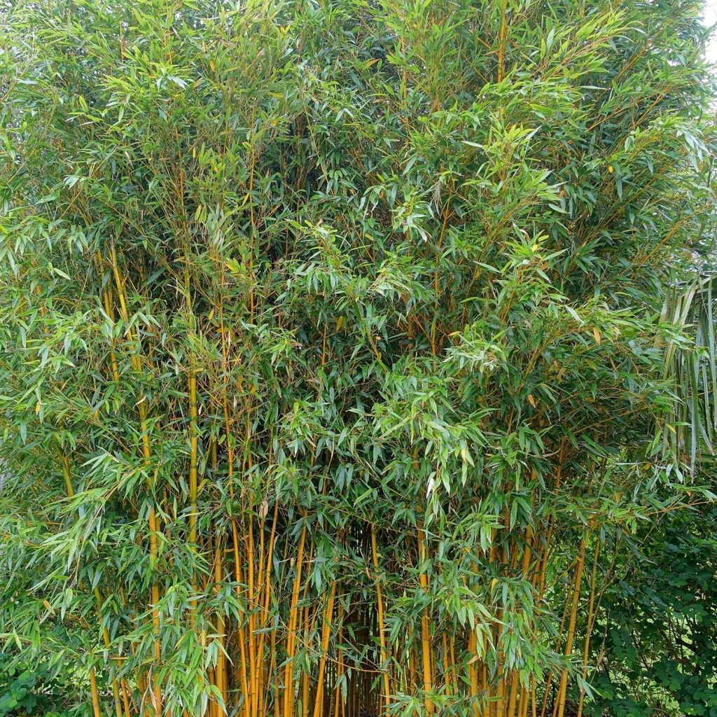 Phyllostachys vivax Aureocaulis - Bambù gigante d'Avorio