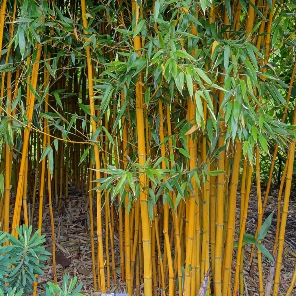 Phyllostachys vivax Aureocaulis - Bambù gigante d'Avorio