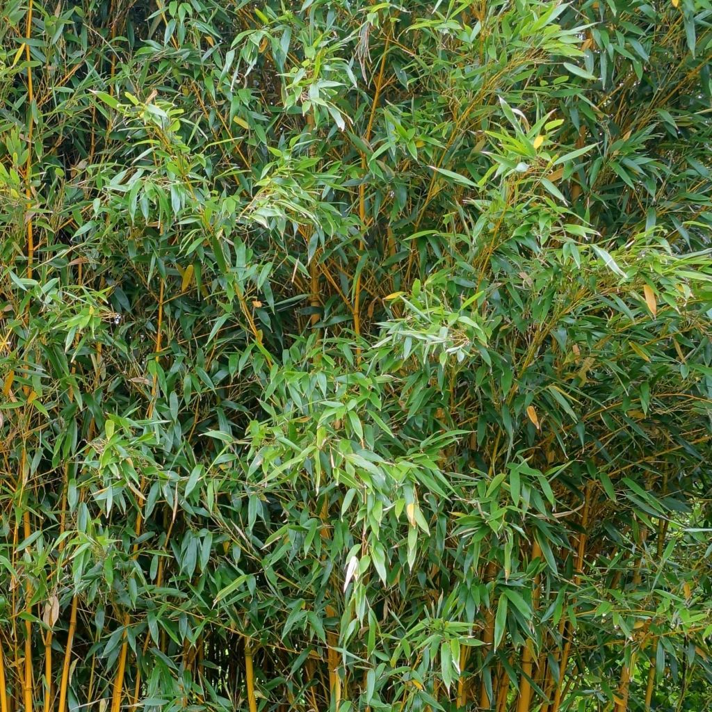 Phyllostachys vivax Aureocaulis - Bambù gigante d'Avorio