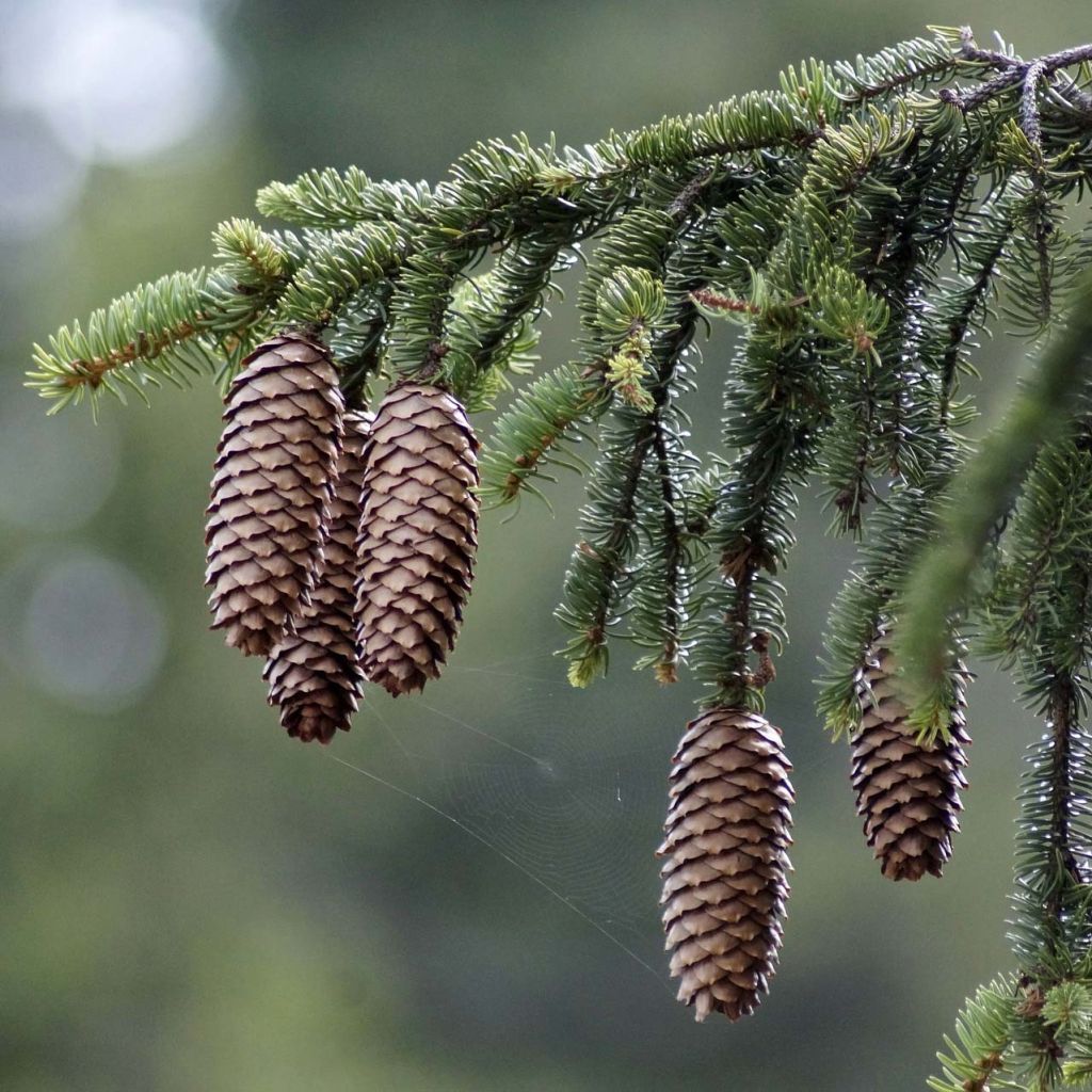 Picea abies - Peccio