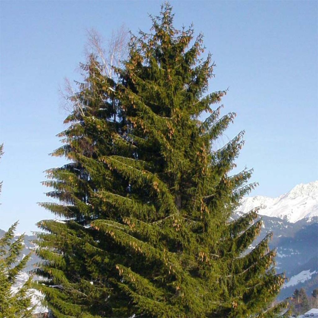 Picea abies - Peccio