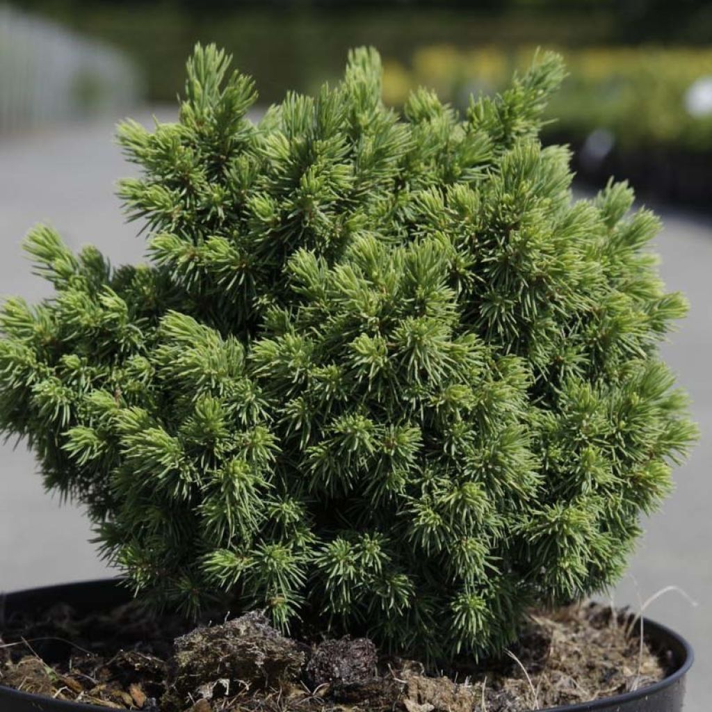 Picea abies Jalako Gold