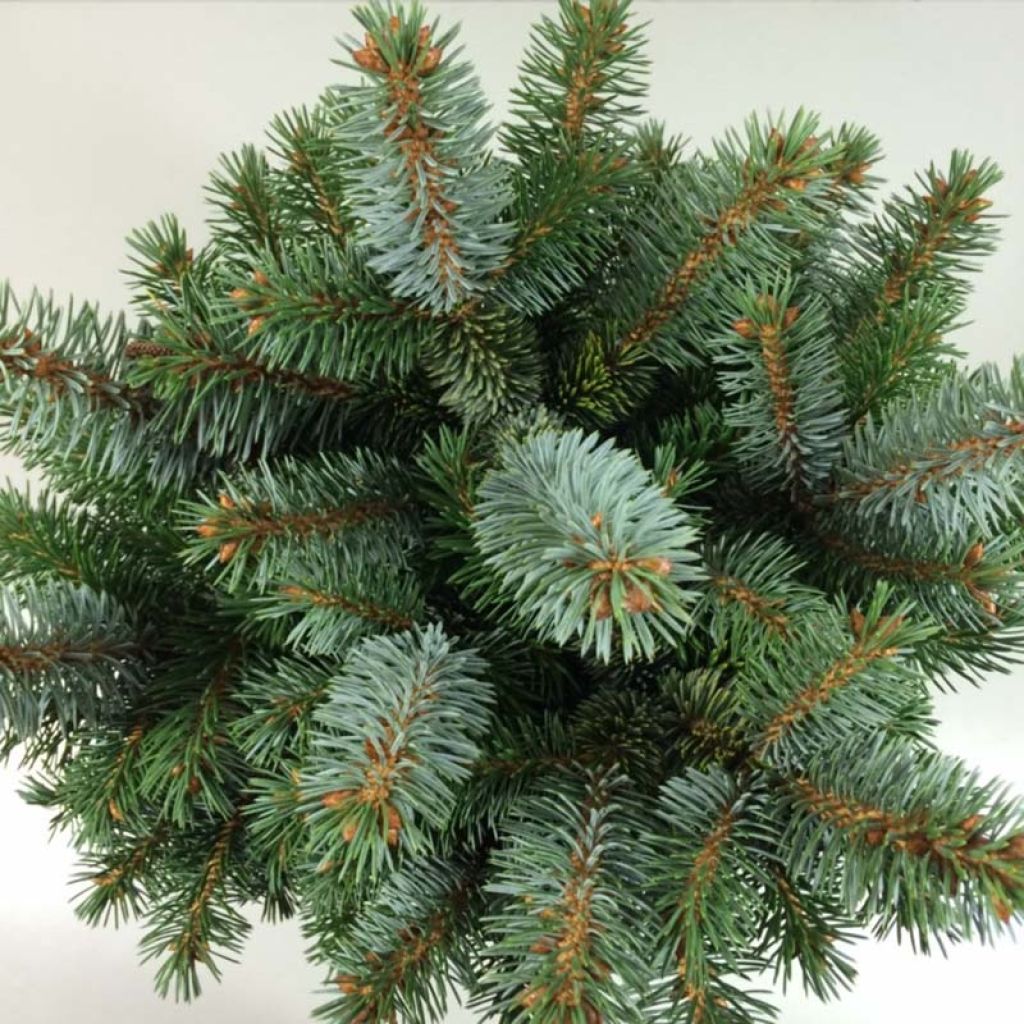 Picea sitchensis Silberzwerg