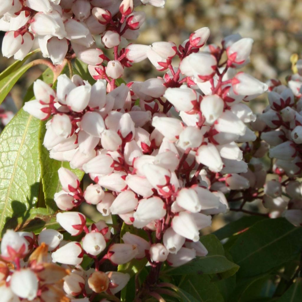 Pieris japonica Bonfire