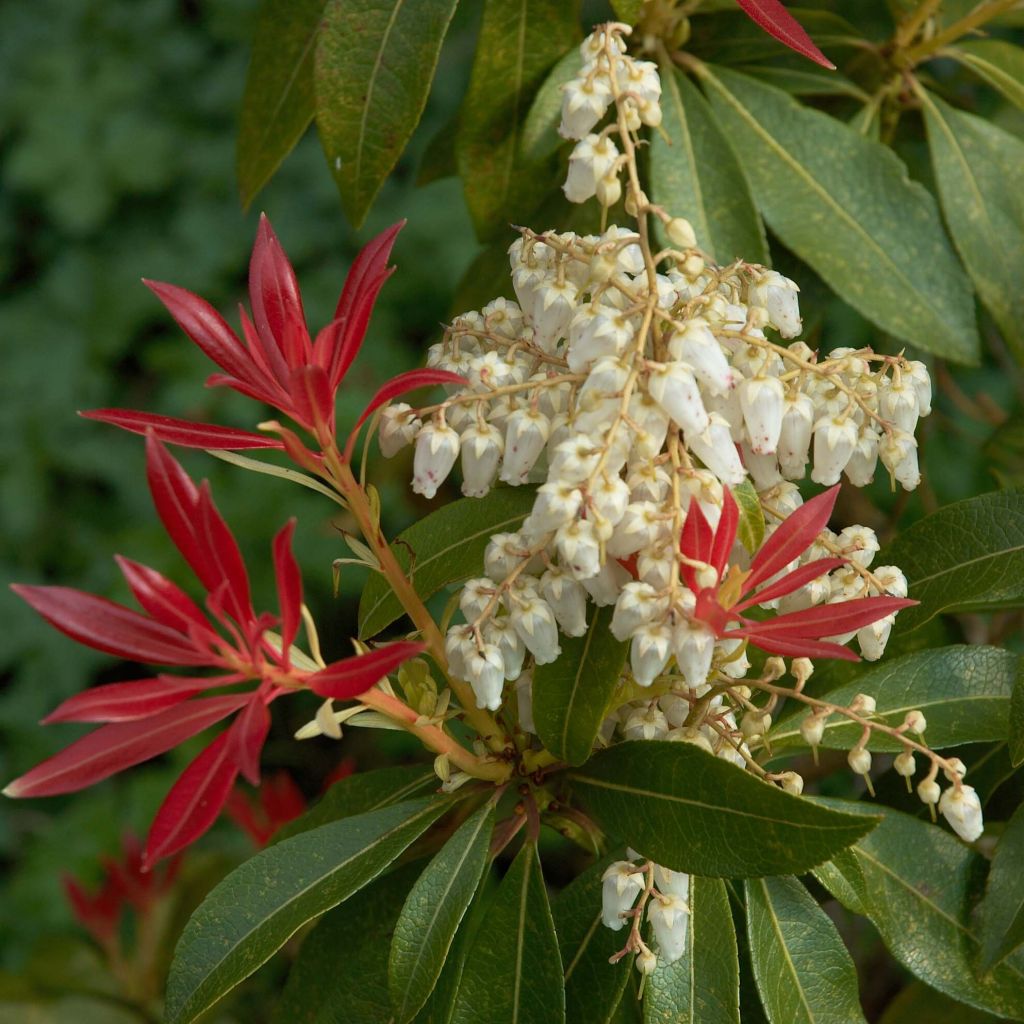 Pieris japonica Forest Flame