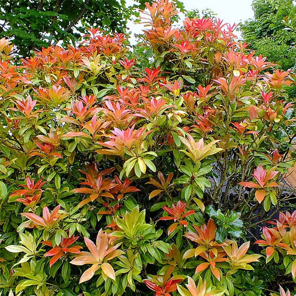 Pieris japonica Forest Flame