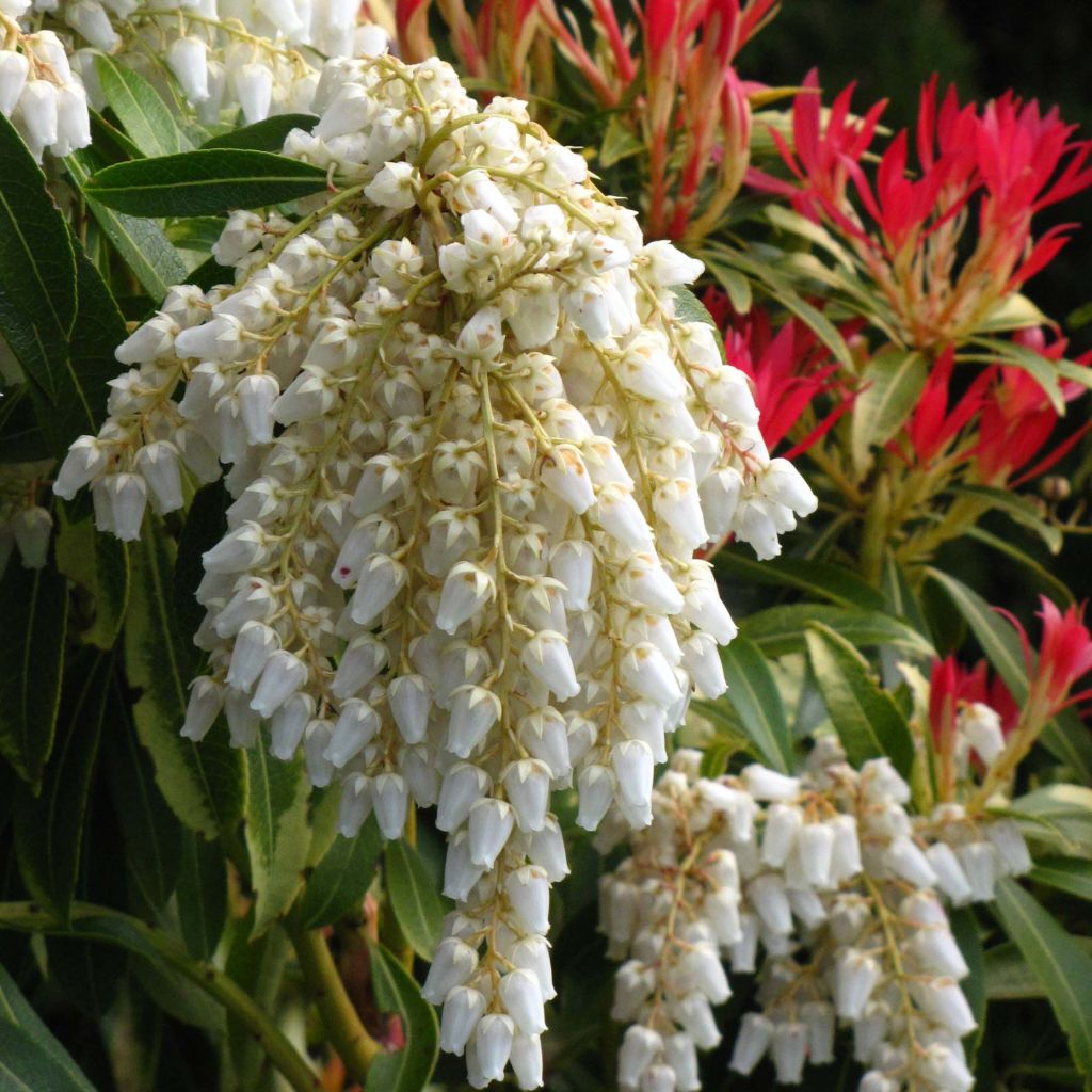 Pieris japonica Forest Flame