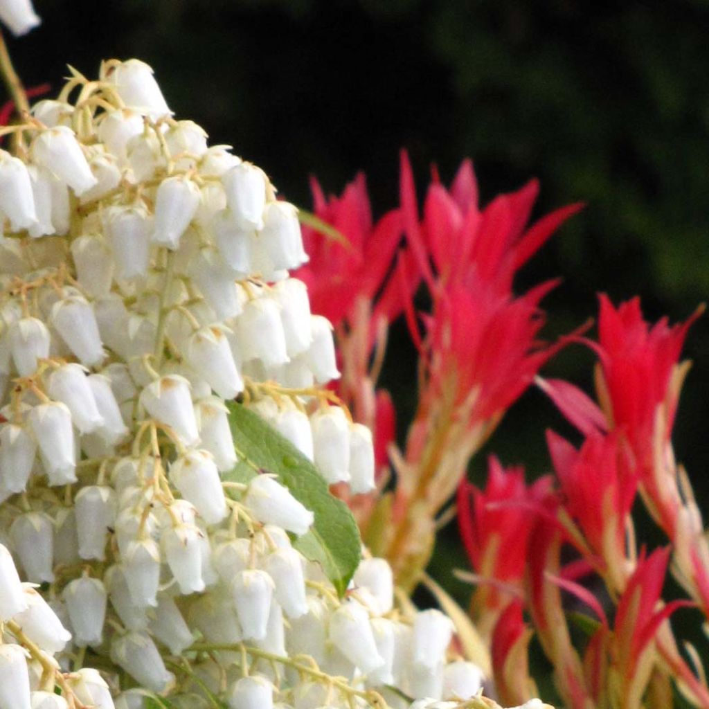 Pieris japonica Forest Flame