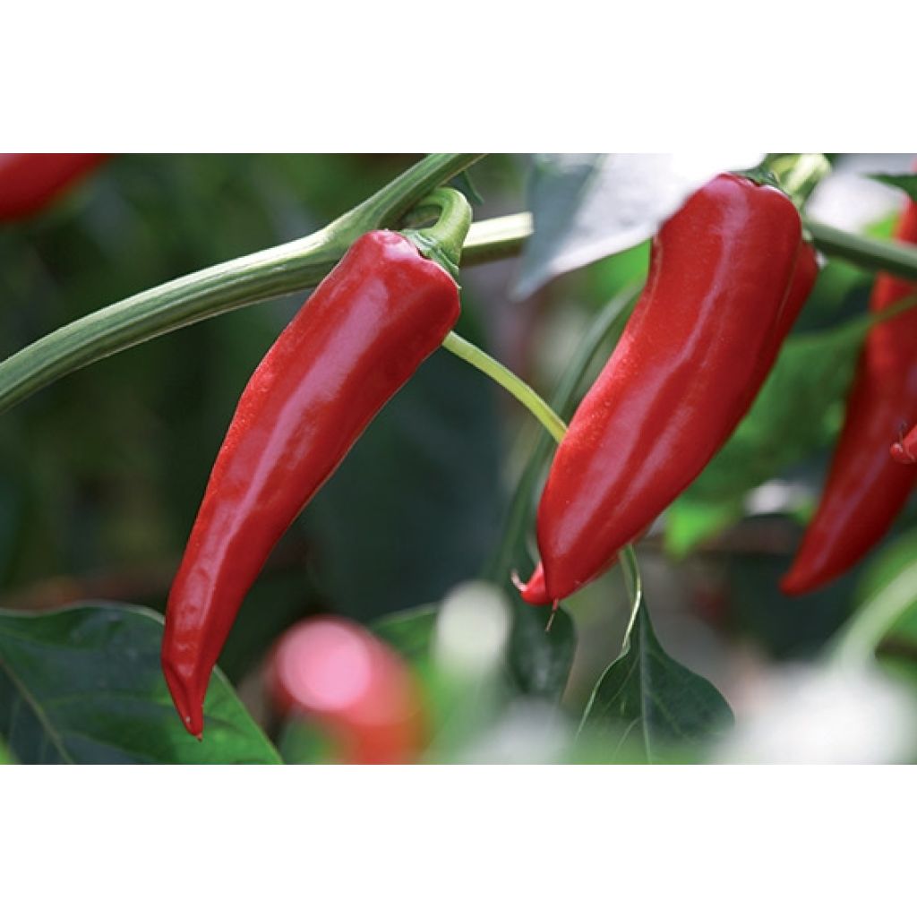 Peperoncino Gorria Bio