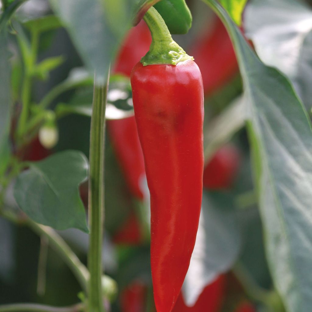 Peperoncino Gorria (piante innestate)