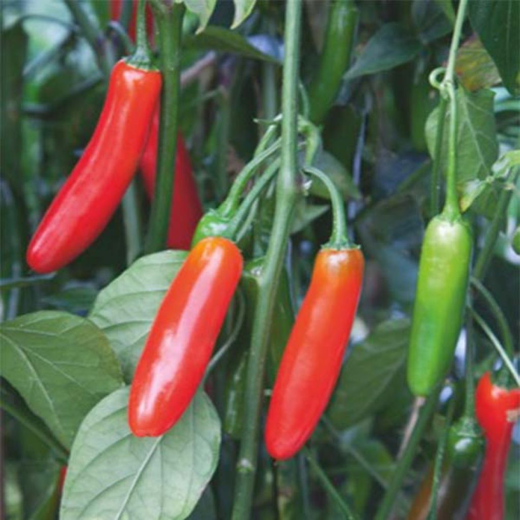 Peperoncino Serrano