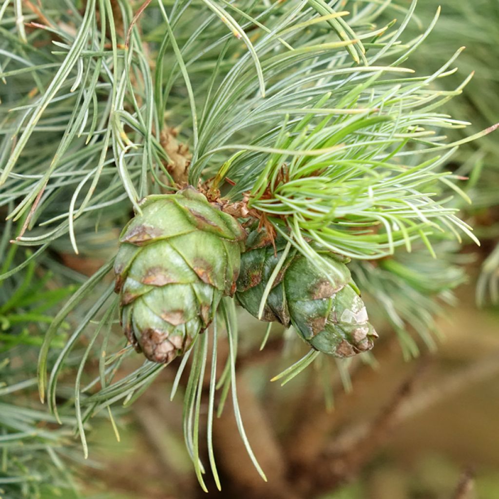 Pinus parviflora Bergman