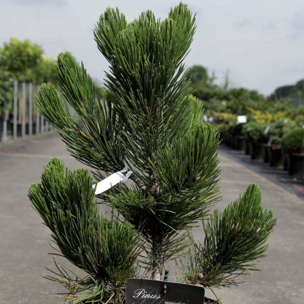 Pinus heldreichii Satellit