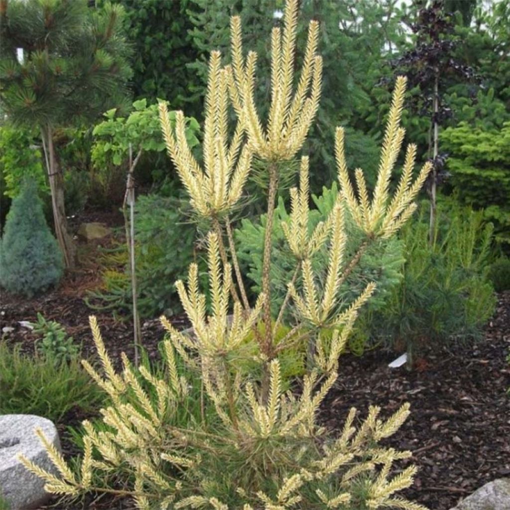 Pinus sylvestris Bialogon - Pino silvestre