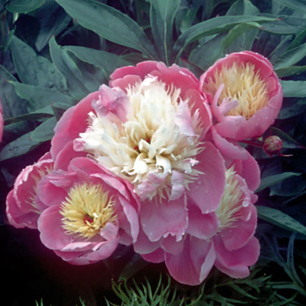 Peonia erbacea Bowl of Beauty