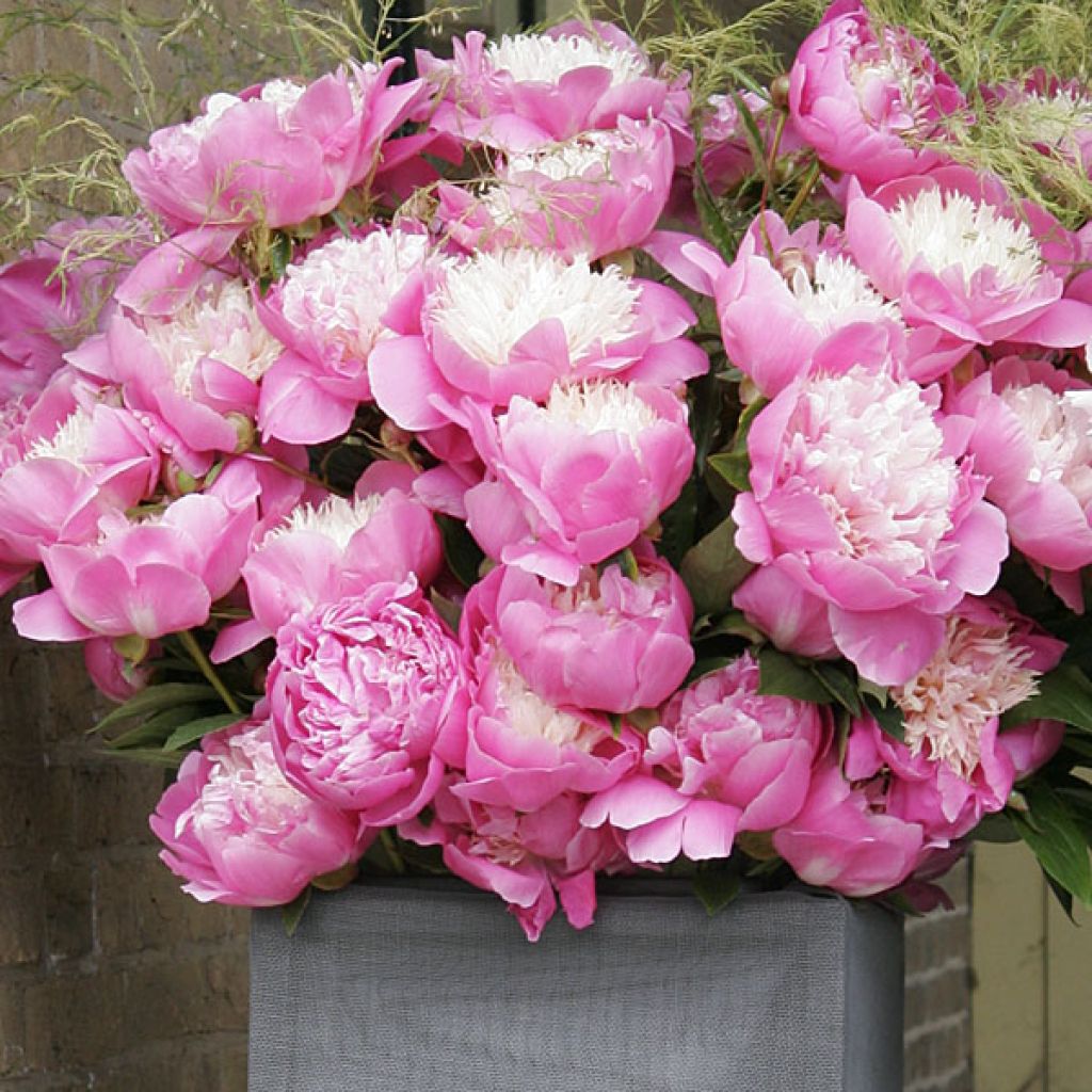 Peonia erbacea Bowl of Beauty