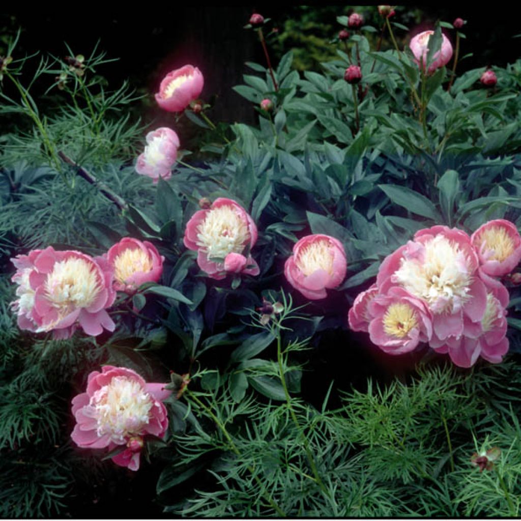 Peonia erbacea Bowl of Beauty