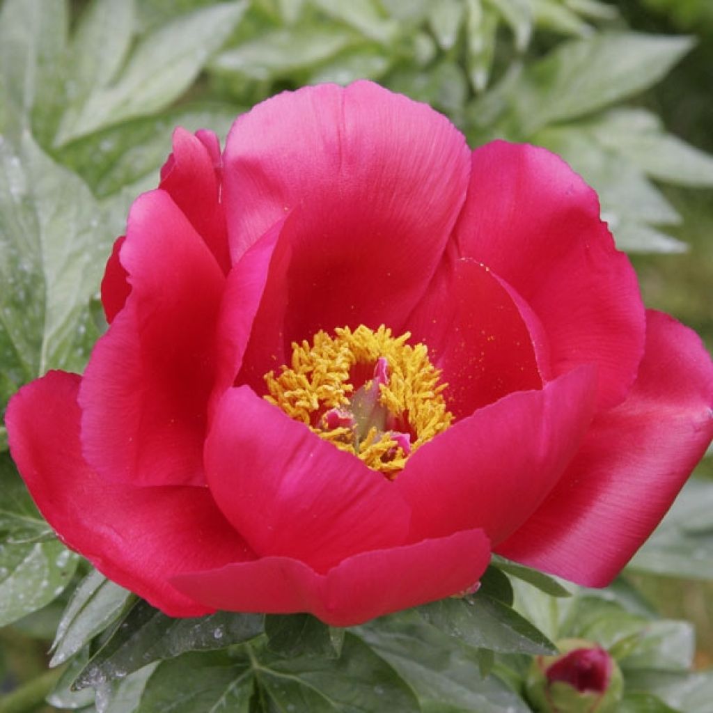 Peonia erbacea Blaze