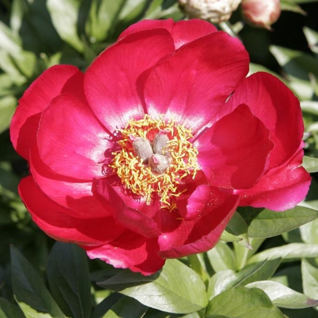 Peonia erbacea Blaze