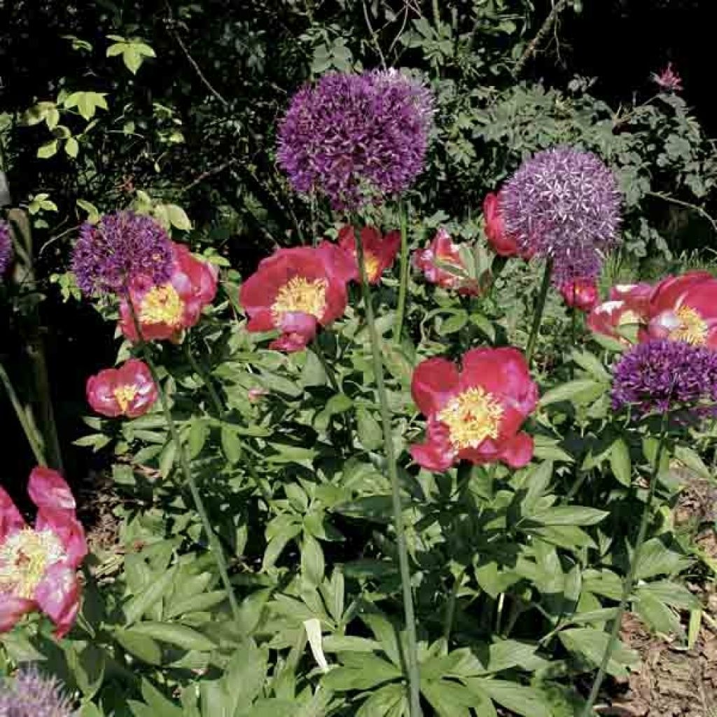 Peonia erbacea Blaze