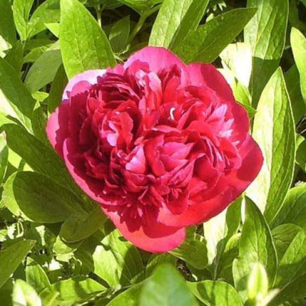 Paeonia officinalis Rubra Plena