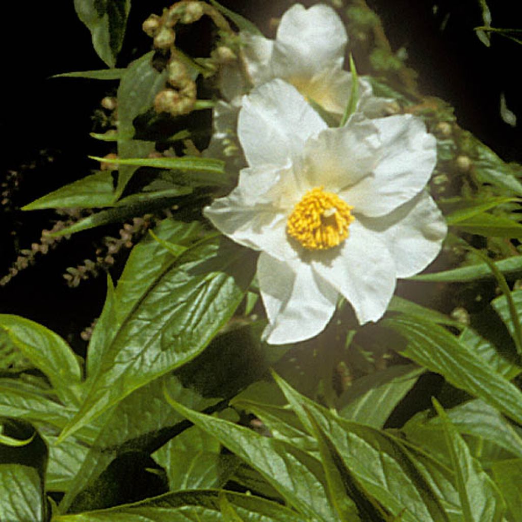 Paeonia emodi - Peonia erbacea