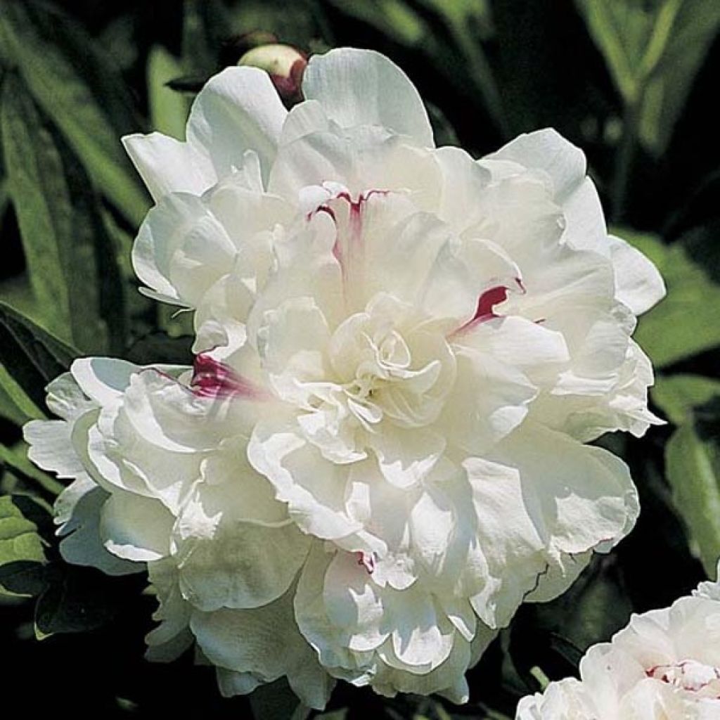 Peonia erbacea Festiva Maxima