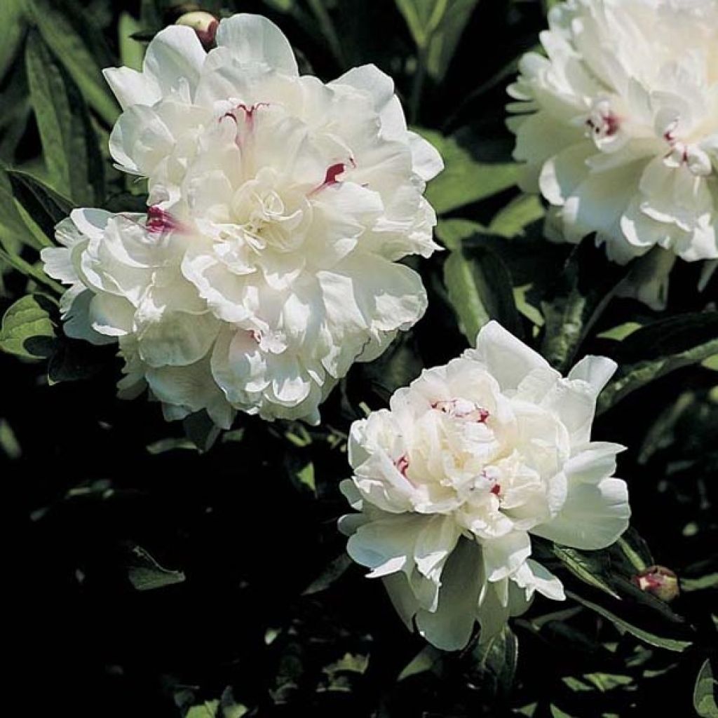 Peonia erbacea Festiva Maxima