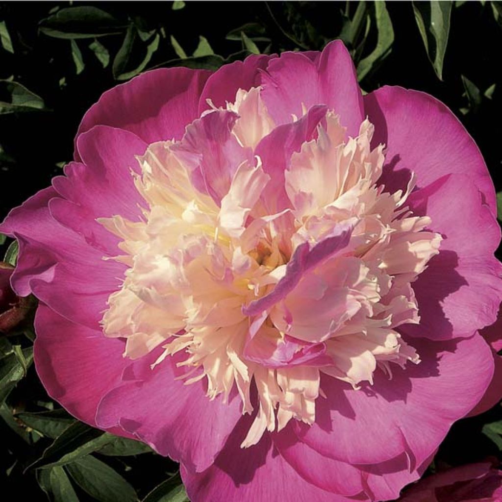 Peonia erbacea Gay Paree