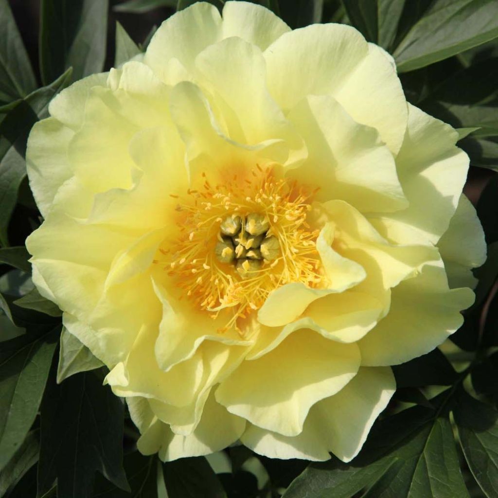 Peonia Itoh Bartzella