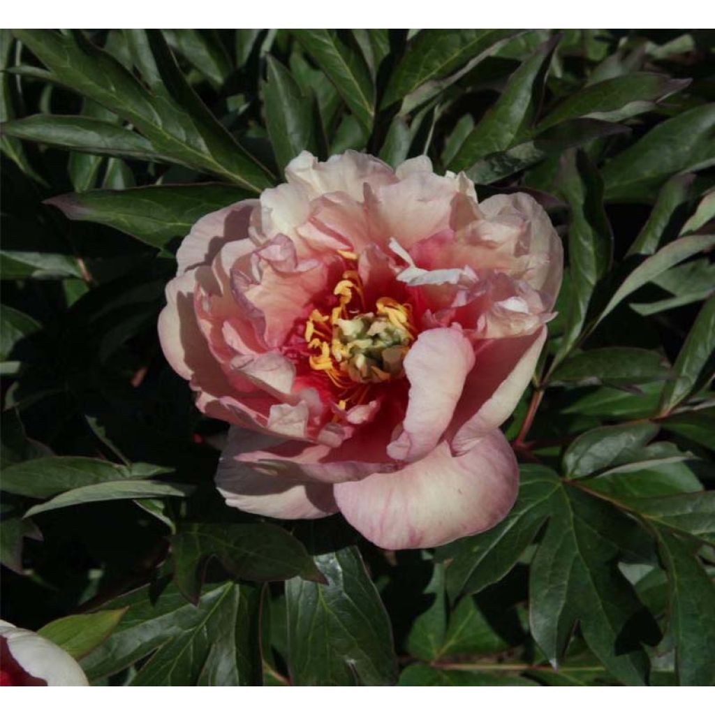 Peonia Itoh Canary Brillant