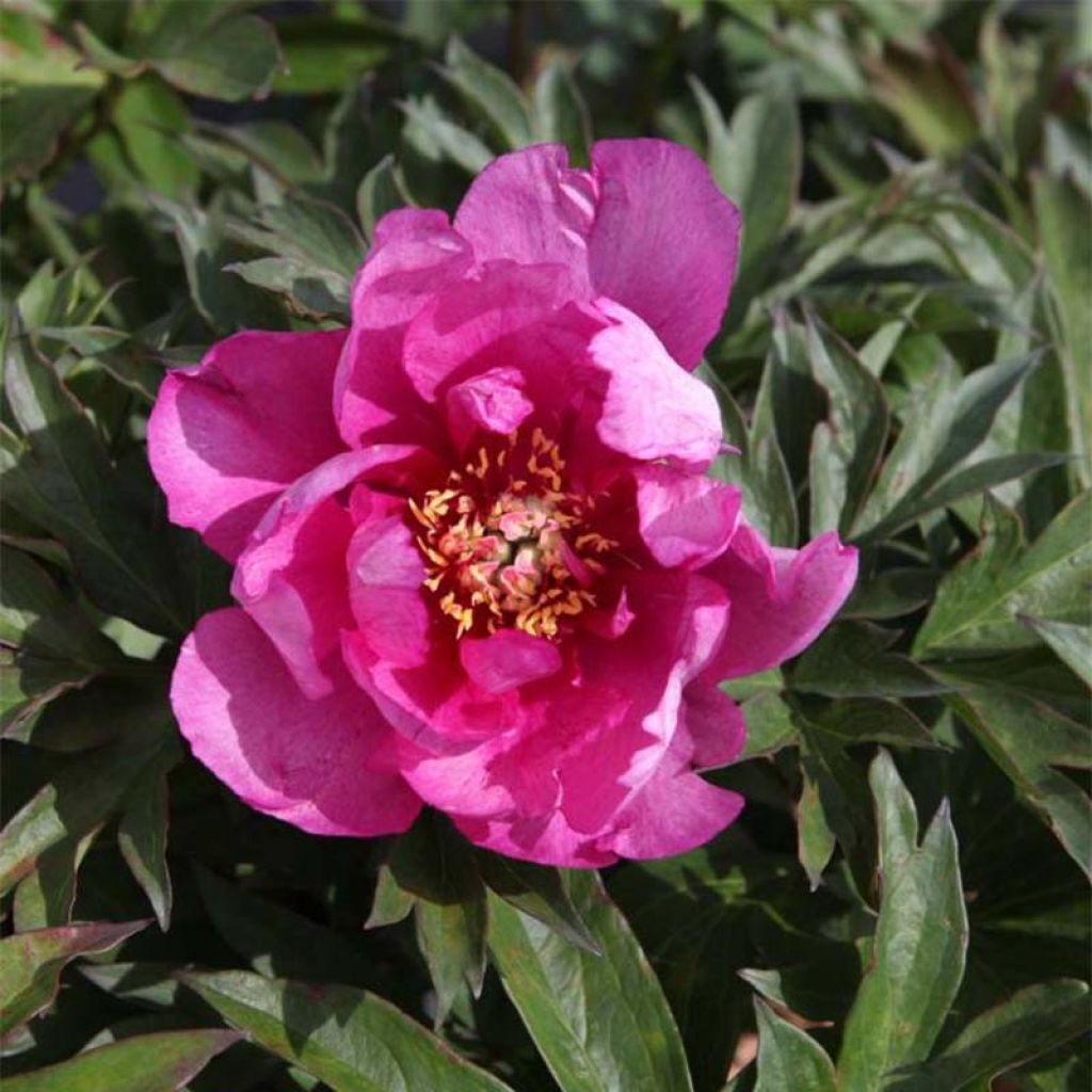 Peonia Itoh First Arrival