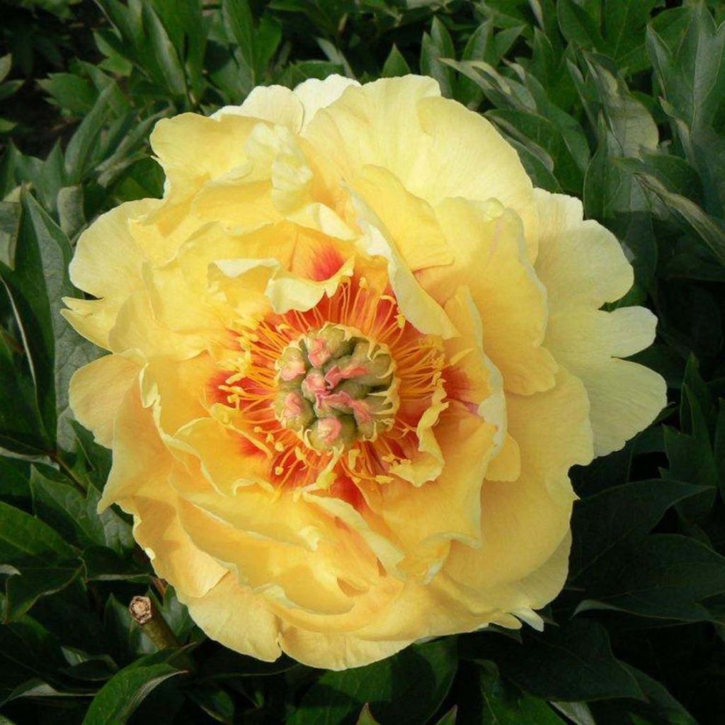 Peonia Itoh Garden Treasure