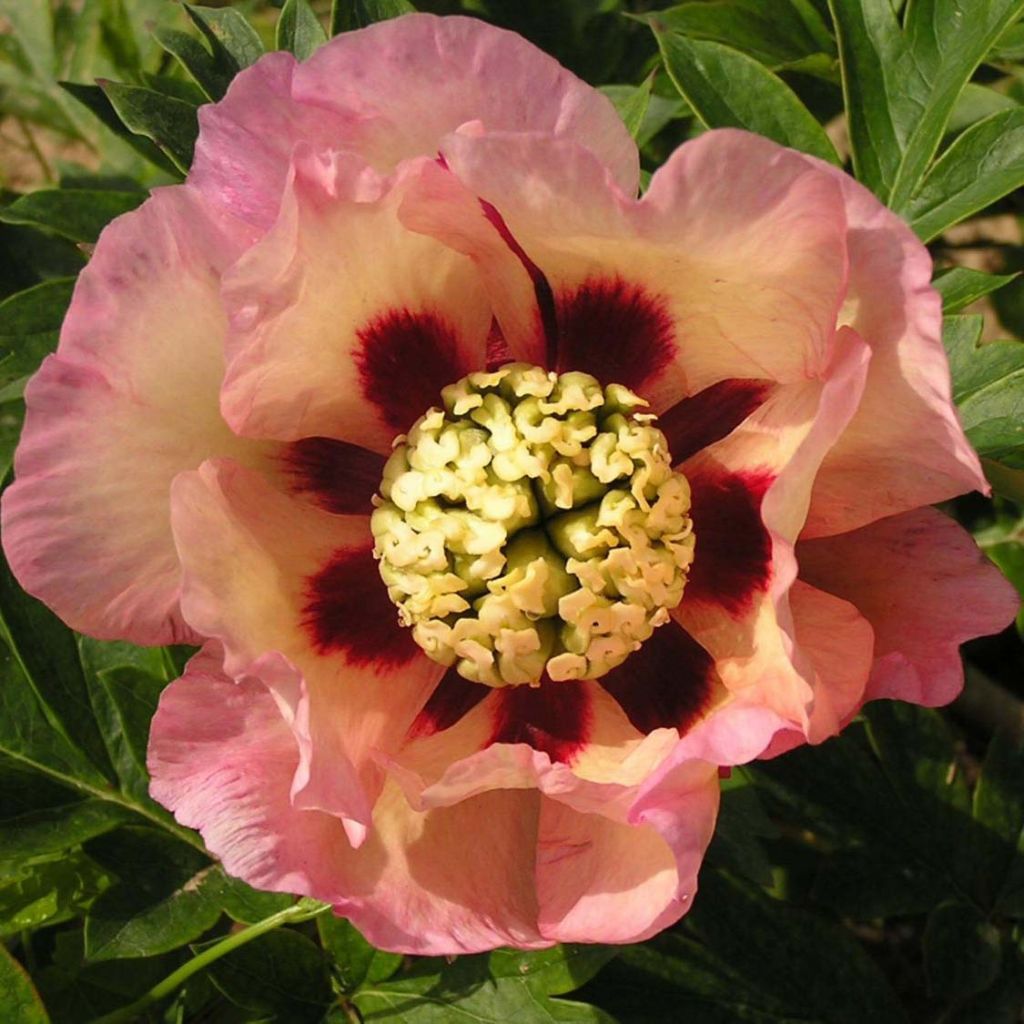 Peonia Itoh Pastel Splendor