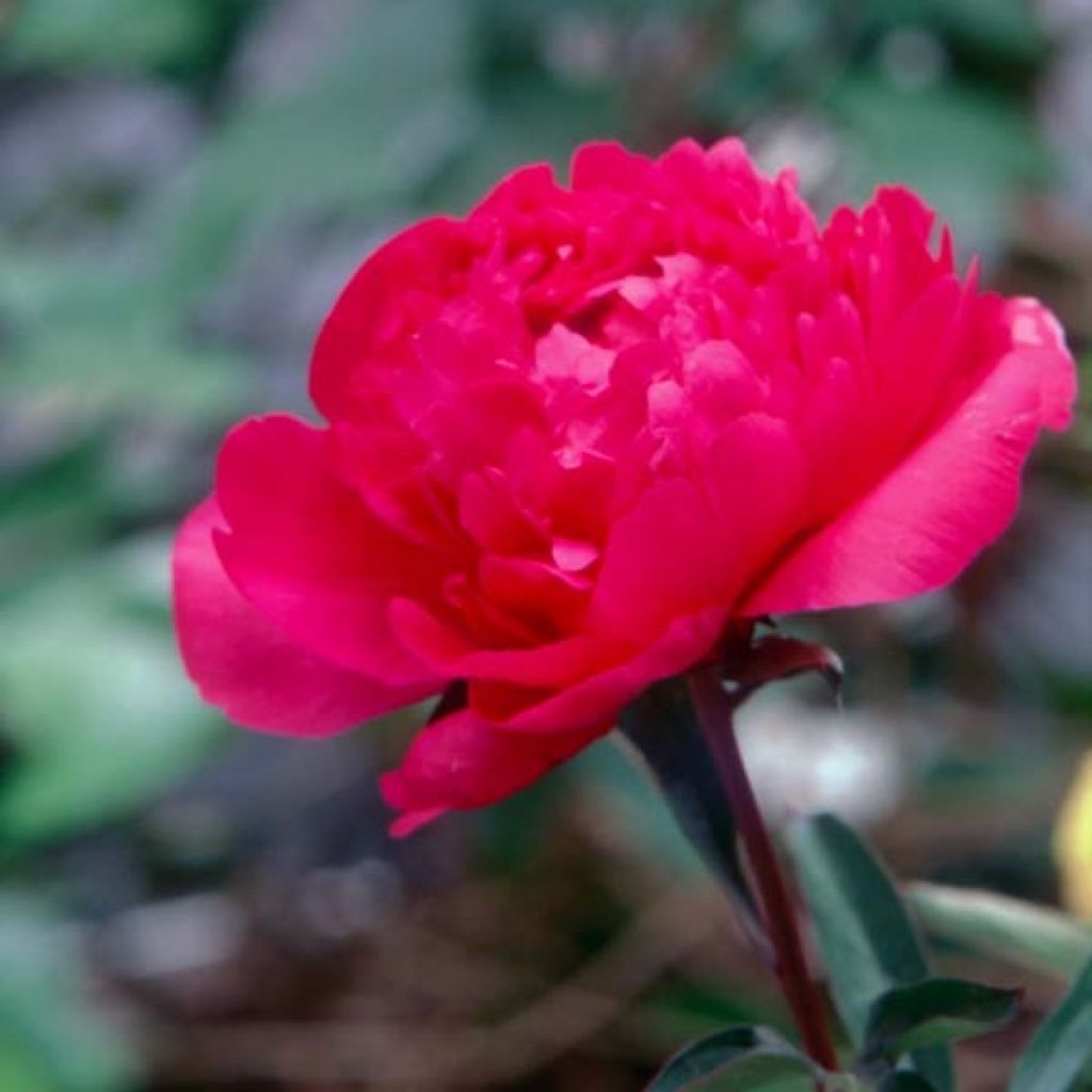 Peonia erbacea Kansas