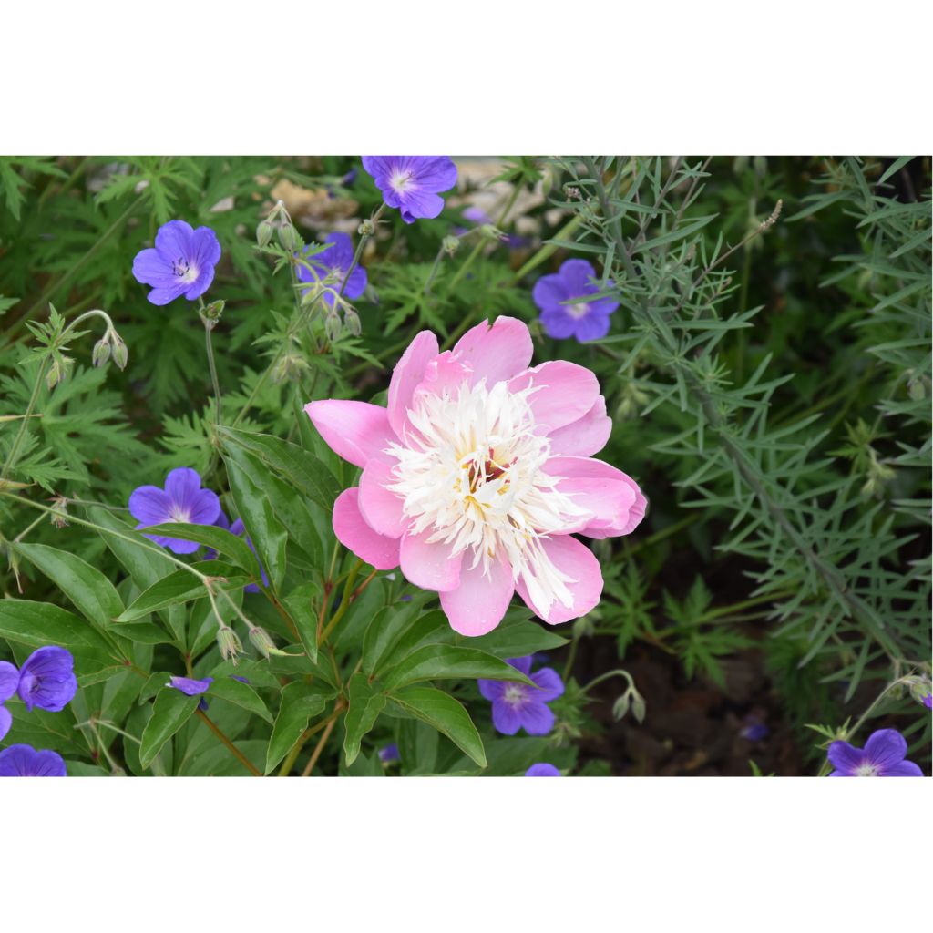 Peonia erbacea Bowl of Beauty