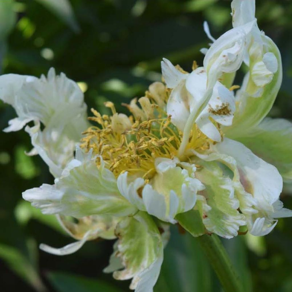 Peonia erbacea Green Halo