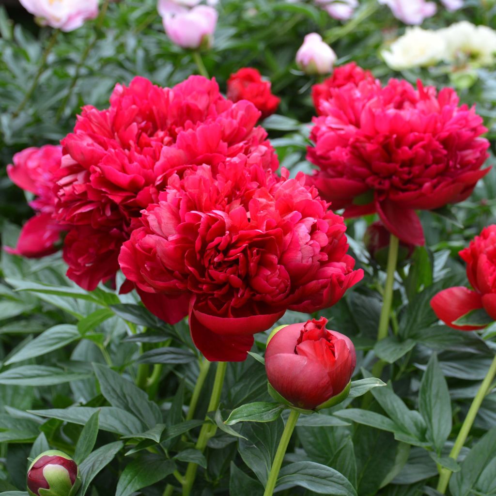 Peonia erbacea Bockstoce