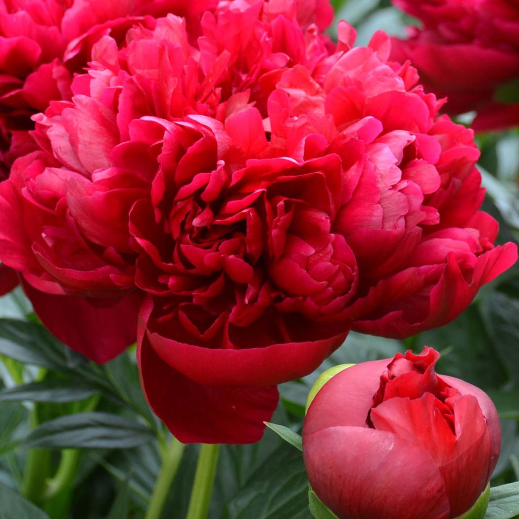 Peonia erbacea Bockstoce